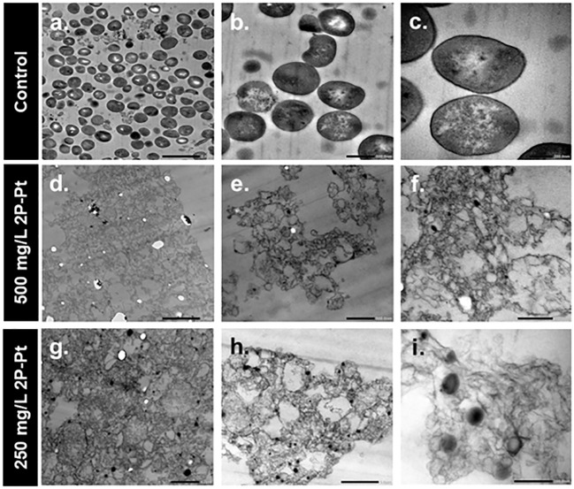 Figure 5