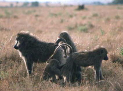 In baboons, “grooming” is a socially rewarding behavior. (Photograph, with permission, by Robert Sapolsky)