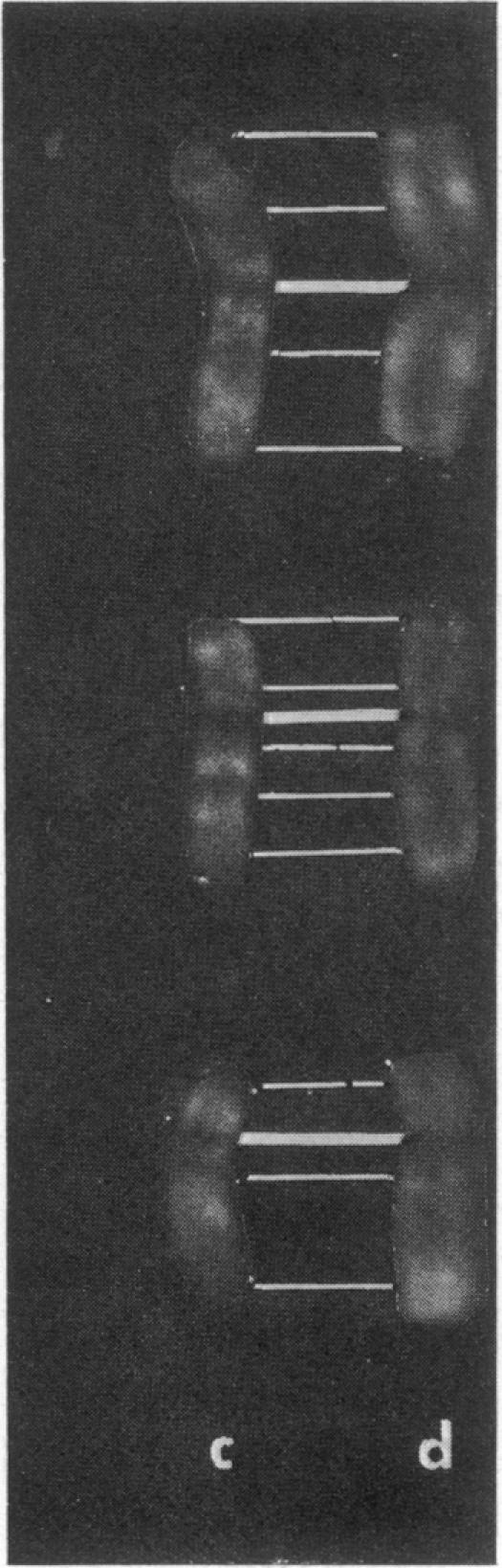 graphic file with name pnas00066-0176-a.jpg