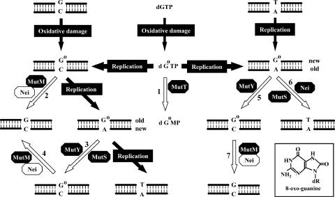 FIG. 1.