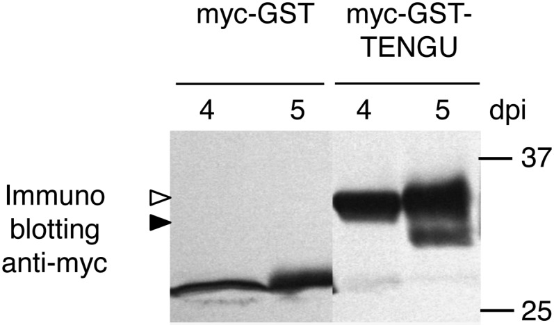 Figure 5.