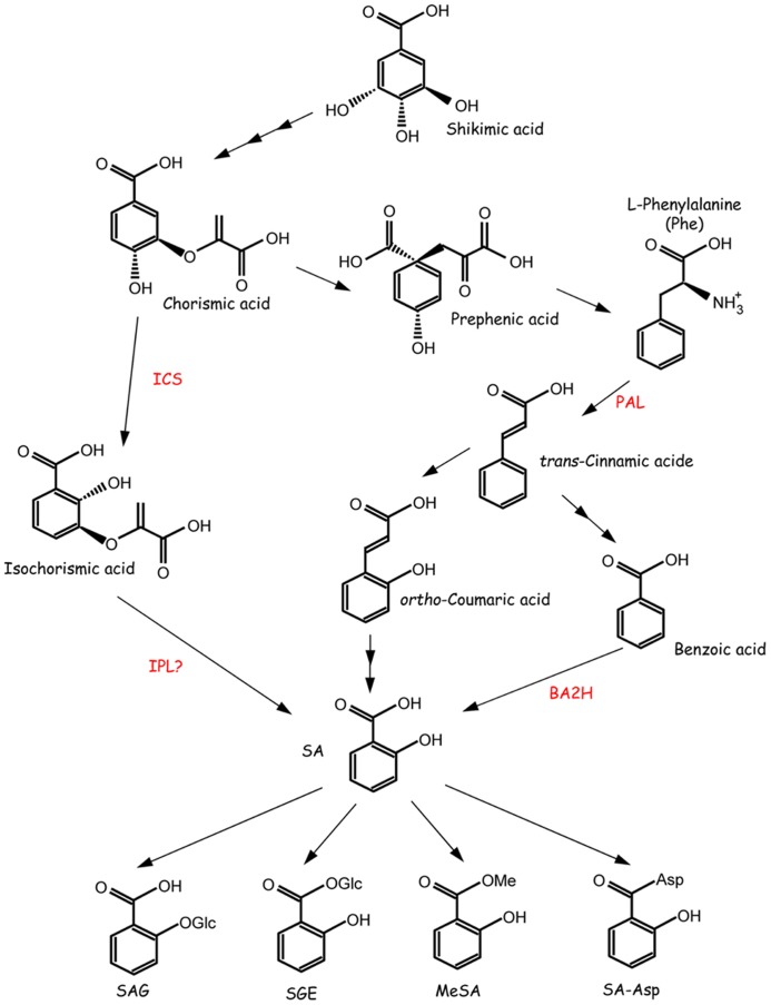 FIGURE 1