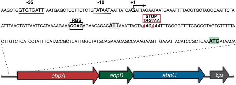 FIG 1 