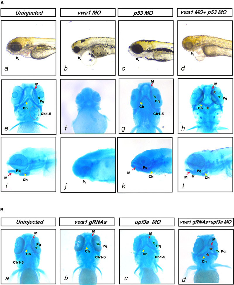 FIGURE 4