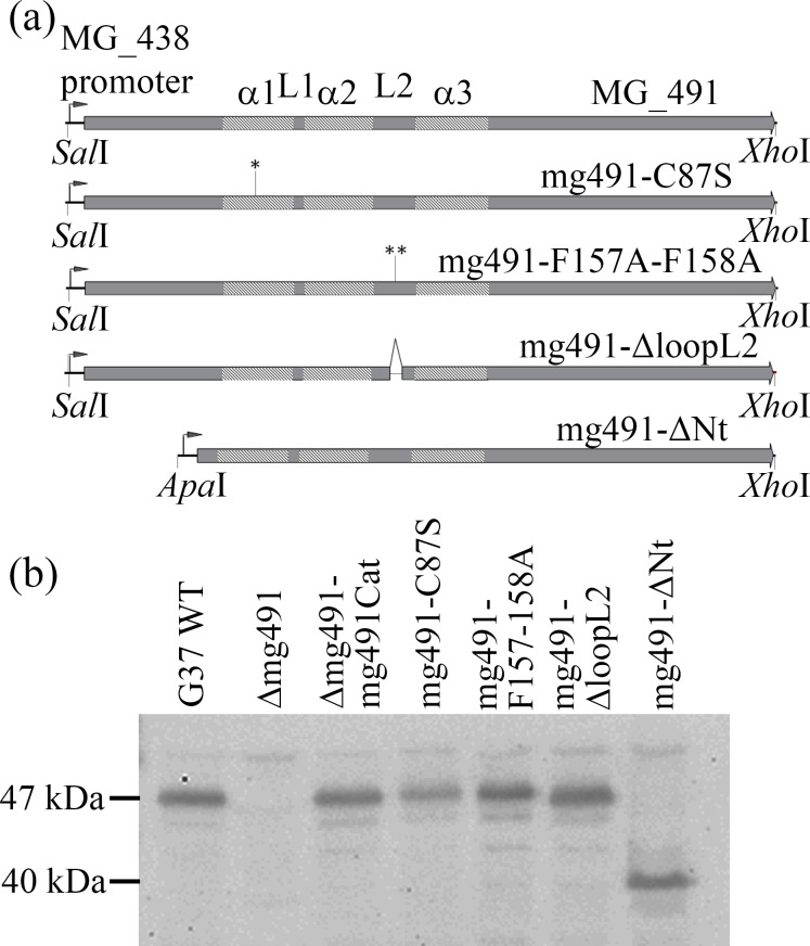 Fig 5