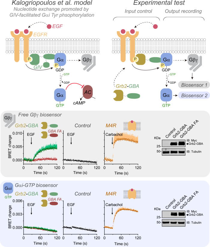 Figure 3—figure supplement 1.