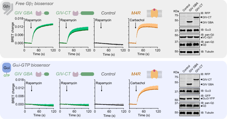 Figure 2—figure supplement 2.