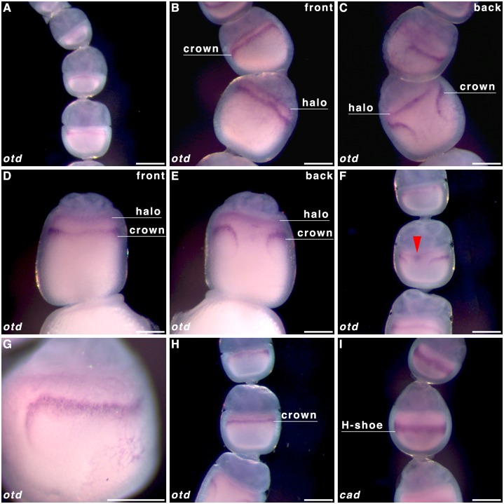 Fig 5