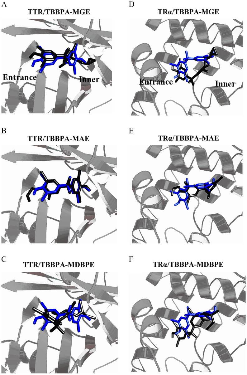 Figures 3A to 3F are chemical structures and binding modes of the Tetrabromobisphenol A mono-ether structural analogs in human Transthyretin and Thyroid Hormone Receptor, namely, (A) Transthyretin per Tetrabromobisphenol A-mono(glycidyl ether), (B) Transthyretin per Tetrabromobisphenol A-mono(allyl ether), (C) Transthyretin per Tetrabromobisphenol A-mono(2,3-dibromopropyl ether), (D) Thyroid Hormone Receptor per Tetrabromobisphenol A-mono(glycidyl ether), (E) Thyroid Hormone Receptor per Tetrabromobisphenol A-mono(allyl ether), and (F) Thyroid Hormone Receptor per Tetrabromobisphenol A-mono(2,3-dibromopropyl ether). Transthyretin per Tetrabromobisphenol A-mono(glycidyl ether) and Thyroid Hormone Receptor per Tetrabromobisphenol A-mono(glycidyl ether) represent entrance and inner structures of the binding domain.