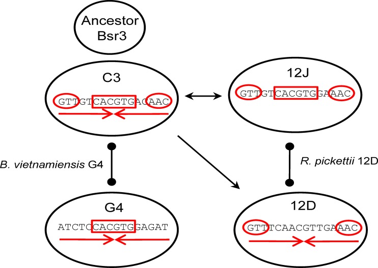 Fig 7