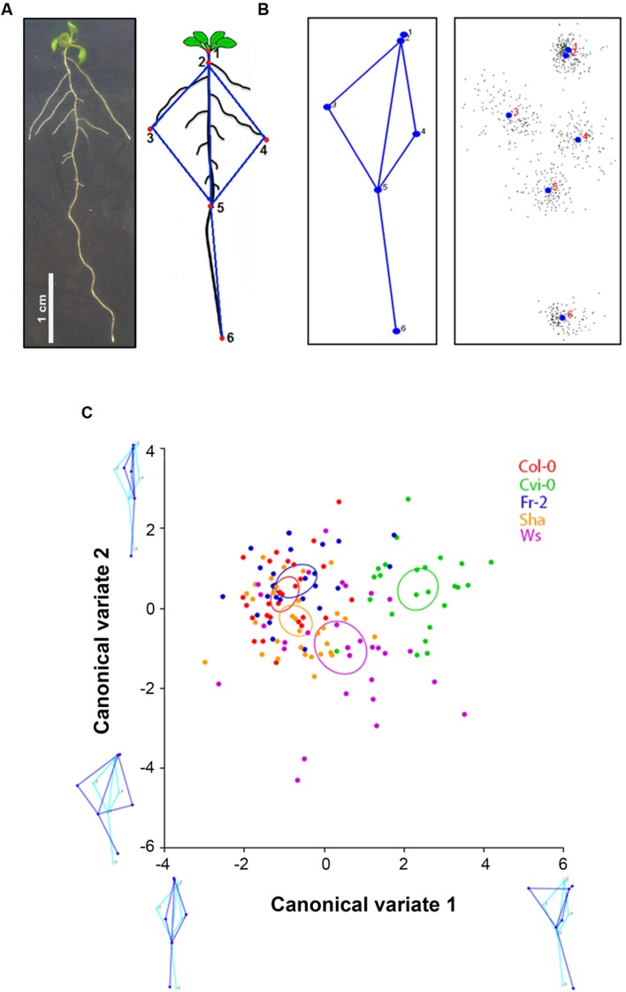 FIGURE 1