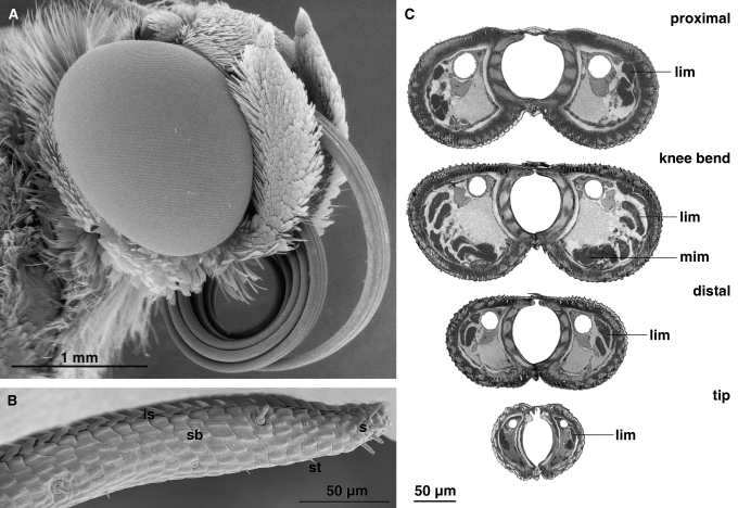 Fig. 2