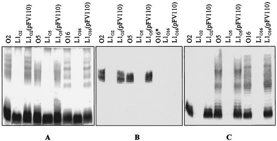 FIG. 6