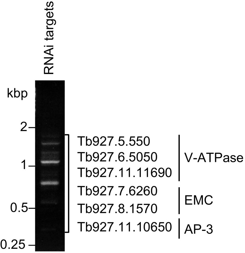 Fig. S1.