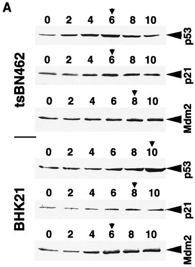 FIG. 8