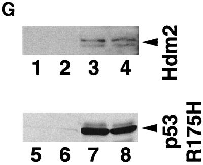 FIG. 7