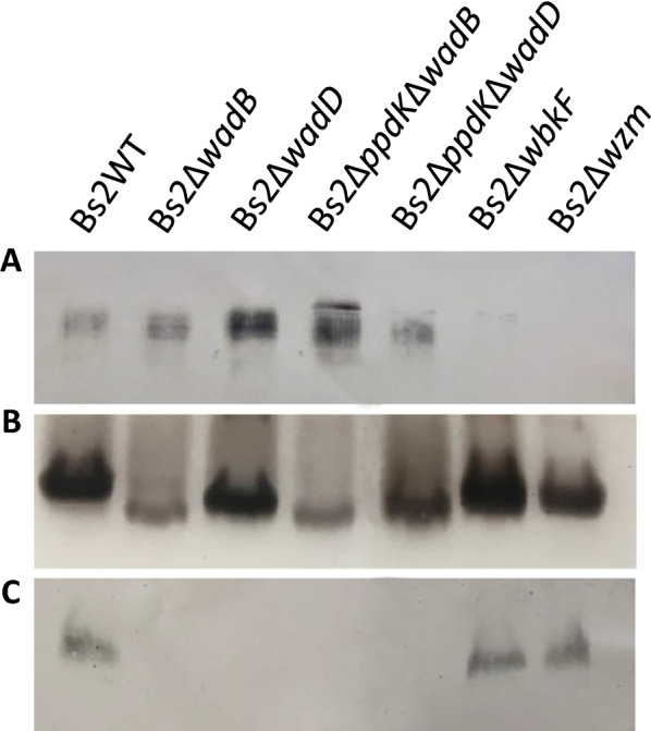 Figure 2