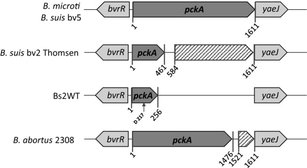 Figure 4