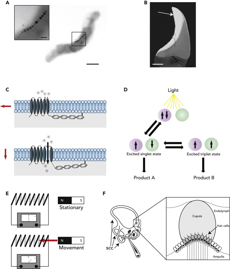 Figure 2