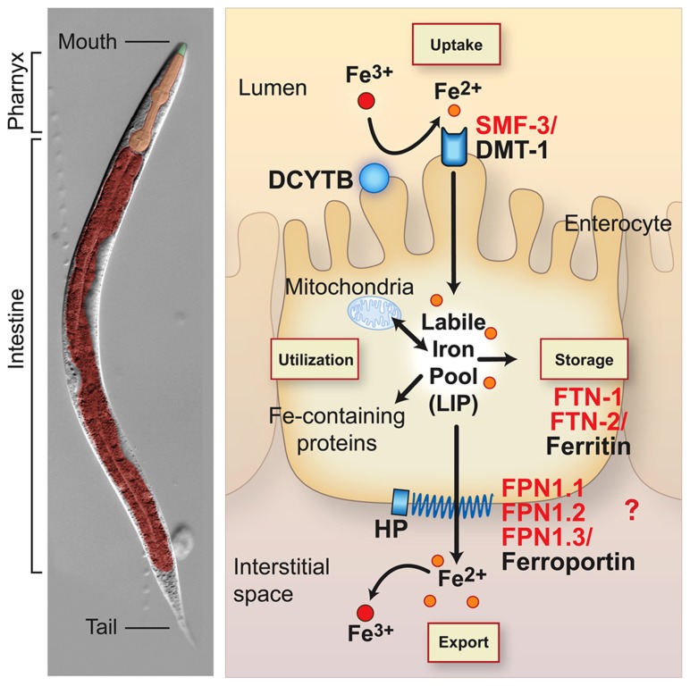 FIGURE 1