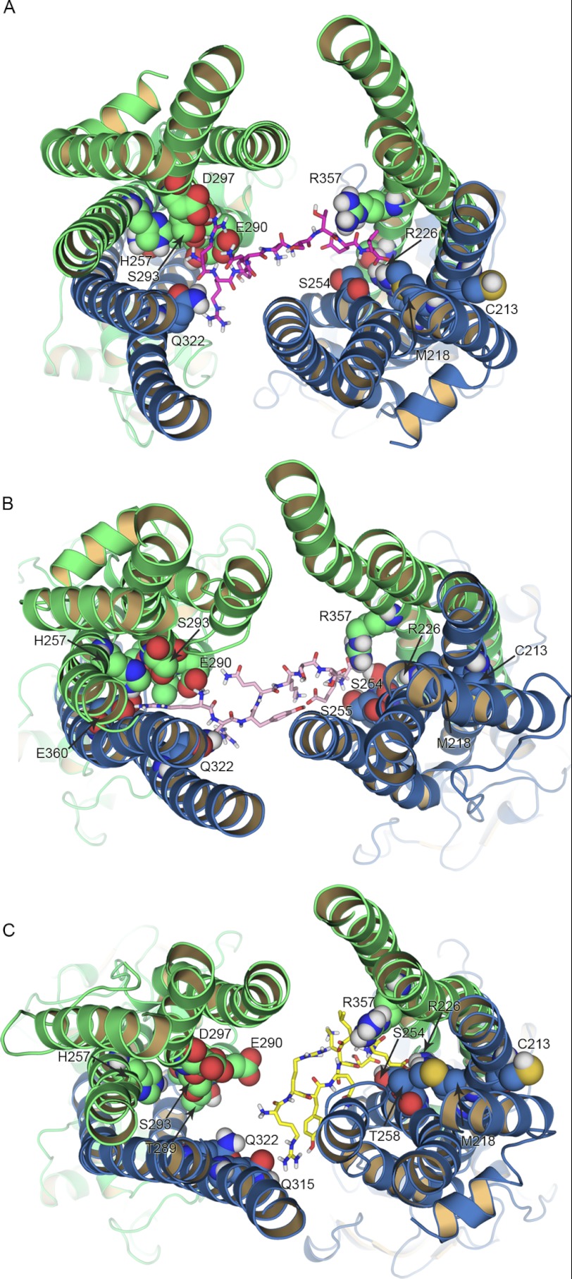 FIGURE 5.