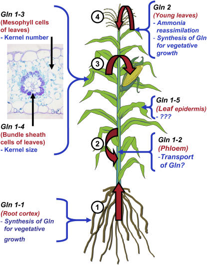 Figure 13.