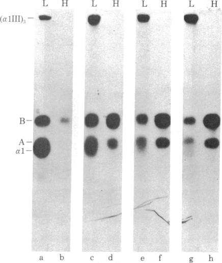 graphic file with name pnas00498-0191-a.jpg