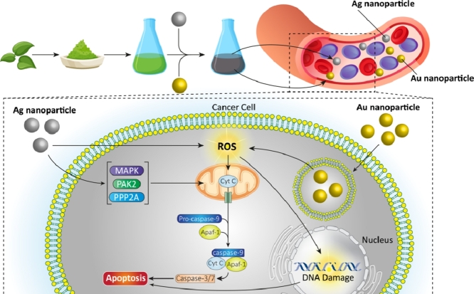 Image, graphical abstract