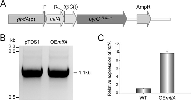 FIG 2