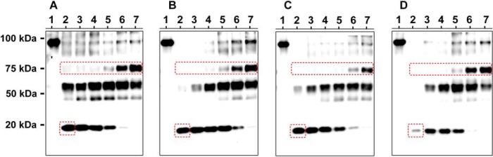 FIGURE 11.