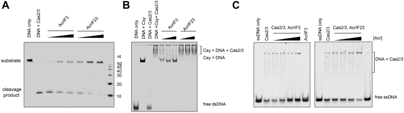 Figure 5