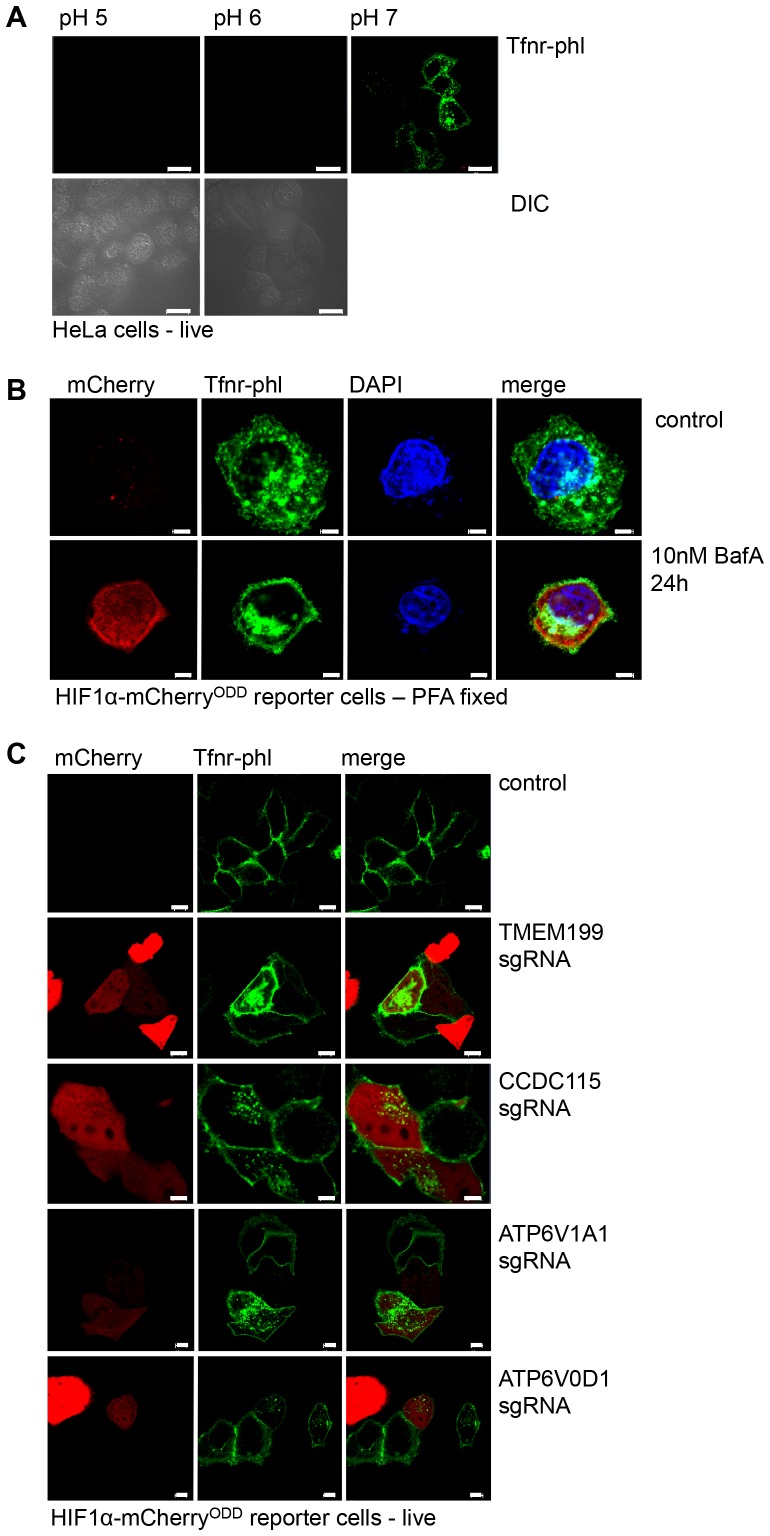 Figure 5—figure supplement 1.