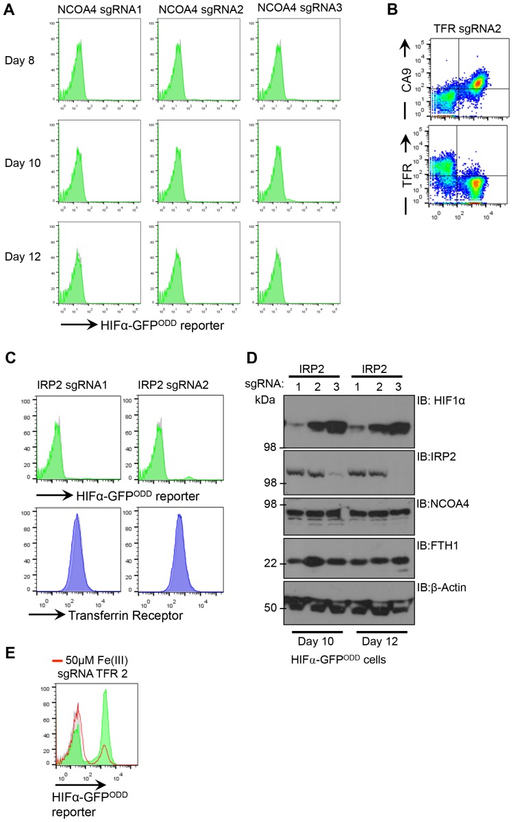 Figure 10—figure supplement 1.