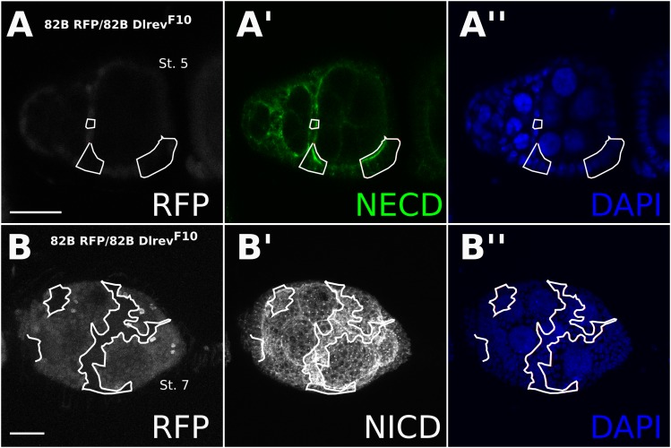 Figure 3—figure supplement 2.