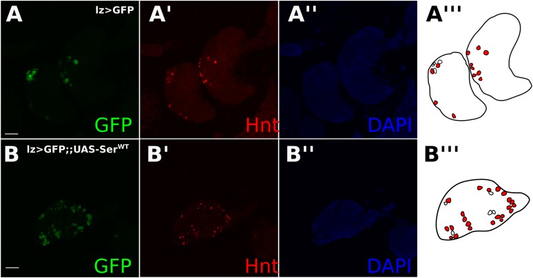 Figure 4—figure supplement 3.