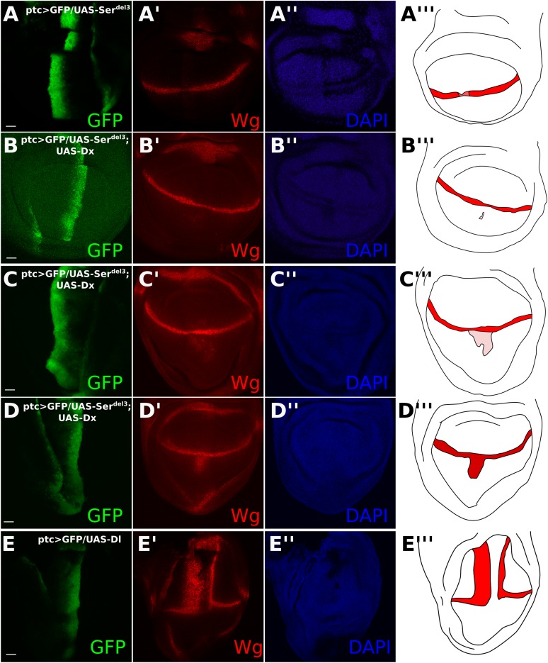 Figure 4—figure supplement 1.