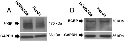 Fig. 7