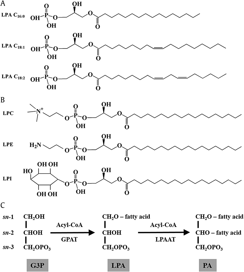 Fig. 1