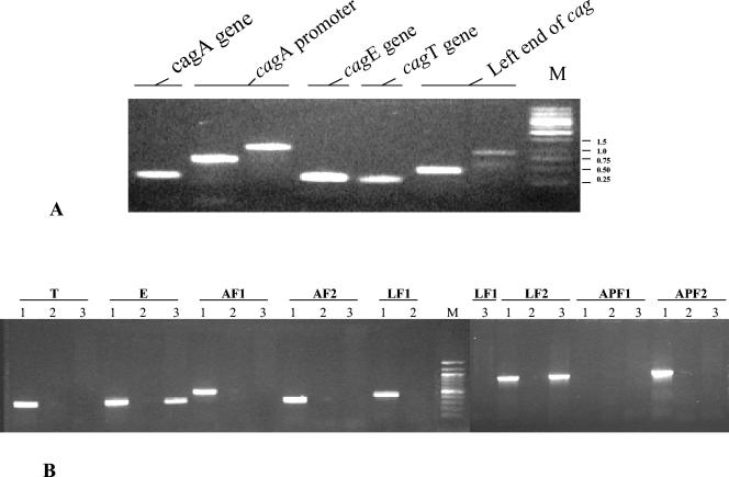 FIG. 2.