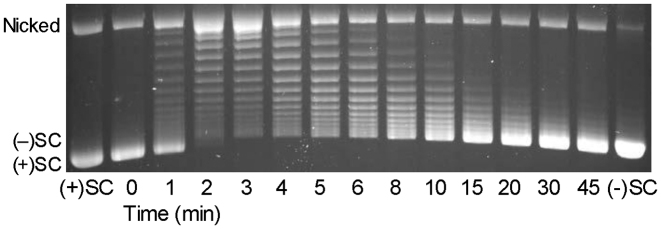 Figure 5.