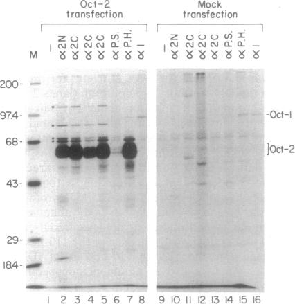 graphic file with name pnas01089-0306-a.jpg