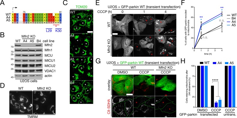 Figure 3—figure supplement 4.