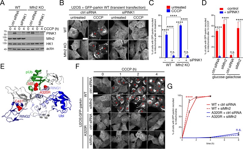 Figure 3—figure supplement 5.