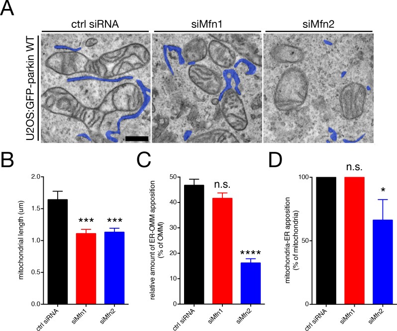 Figure 3—figure supplement 1.