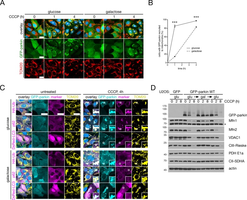 Figure 3—figure supplement 2.