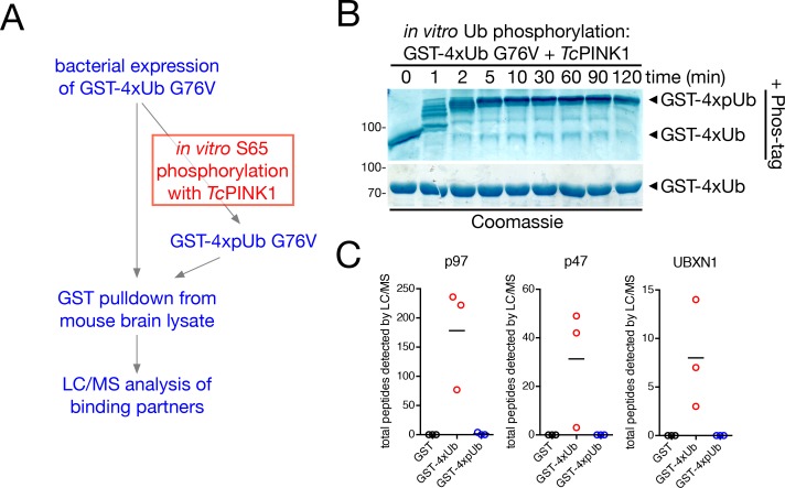 Figure 6—figure supplement 1.