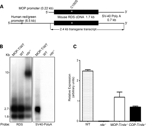 Figure 1.