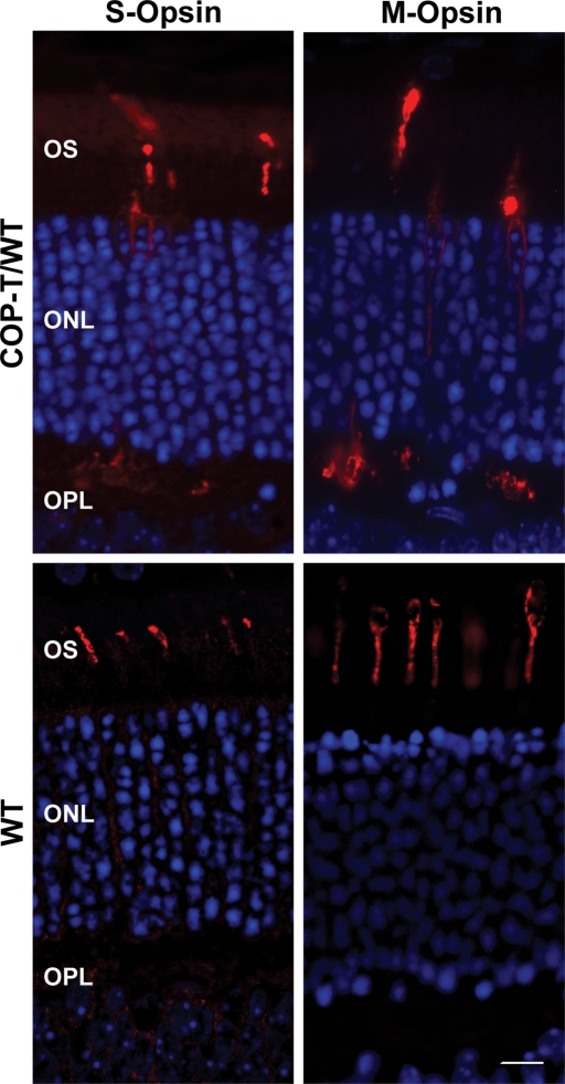 Figure 7.