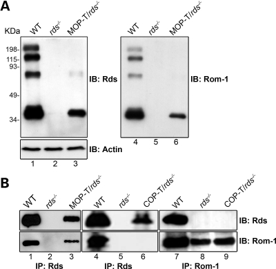 Figure 2.