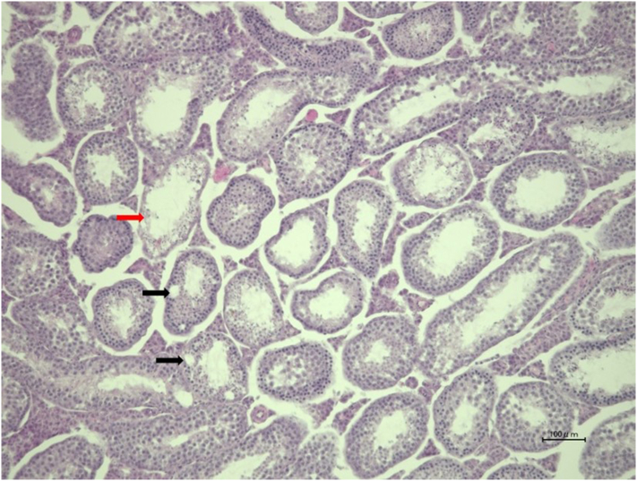 Supplementary Fig 1